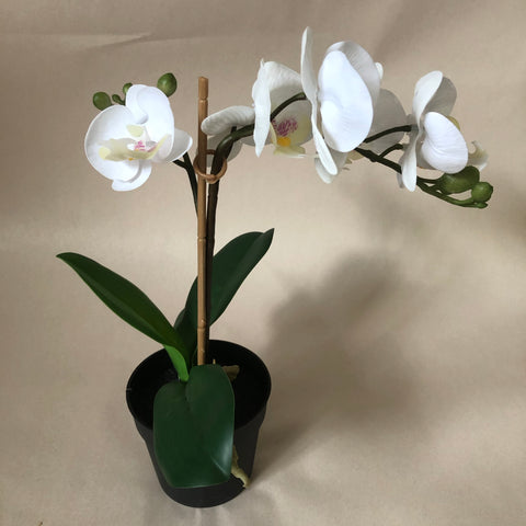 Orchid - White