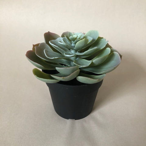 Succulent (For Hire)
