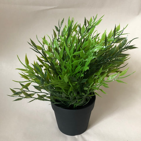 Bamboo (for Hire)