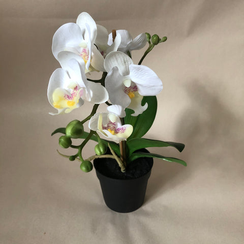 Orchid - White